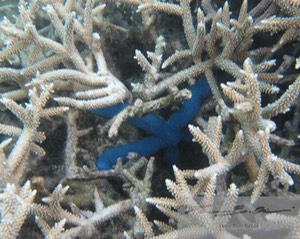 Blue Linckia Sea Star