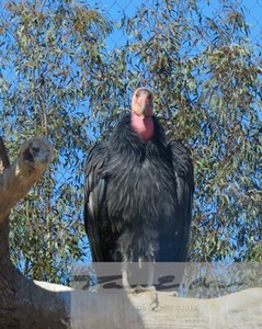 California Condor 3