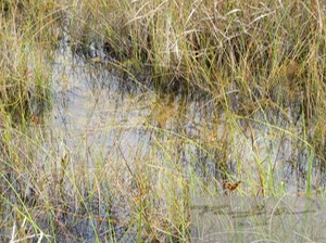 Dragon flies in the 'Glade