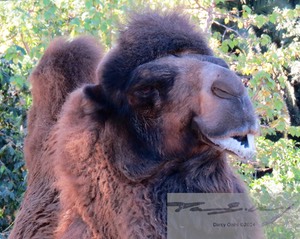 Dromedary 2