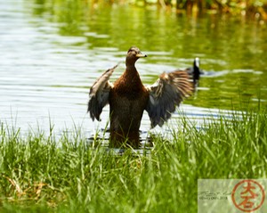 Duck Bathing IMG_5364