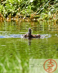 Duck Bathing IMG_5371