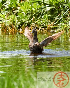 Duck Bathing IMG_5374