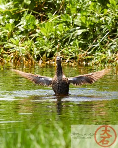Duck Bathing IMG_5377