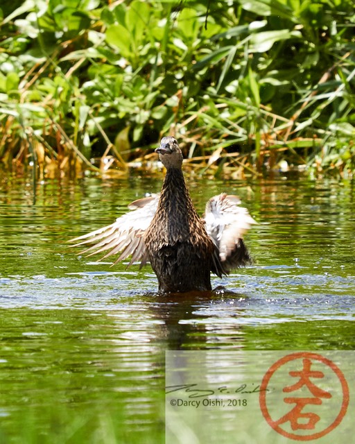 Duck Bathing IMG_5379