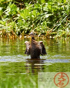 Duck Bathing IMG_5380