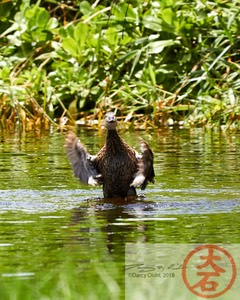 Duck Bathing IMG_5381
