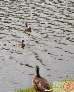 DuckDuckDuck4447