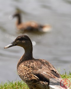 DuckReflections4443