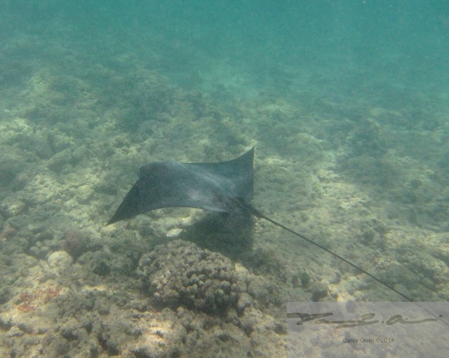 Eagle ray 1