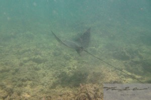 Eagle ray 4