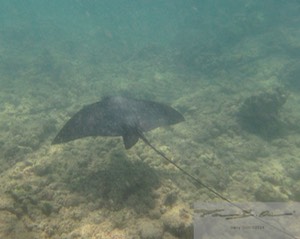 Eagle ray 5