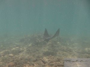 Eagle ray 7