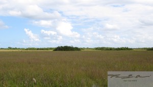 Everglades from Shark Valley