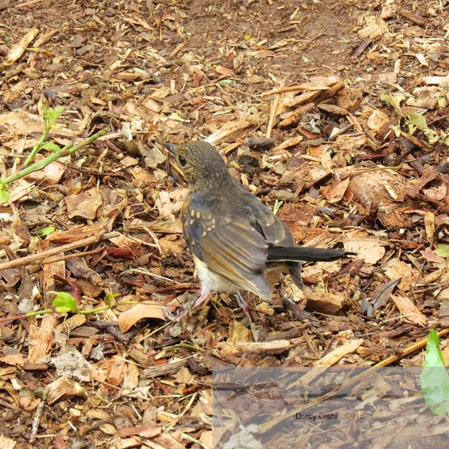 Female White-Rumped Shama 2