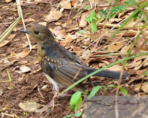 Female White-Rumped Shama 5