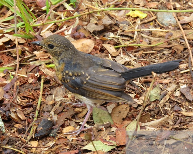 Female White-Rumped Shama 6