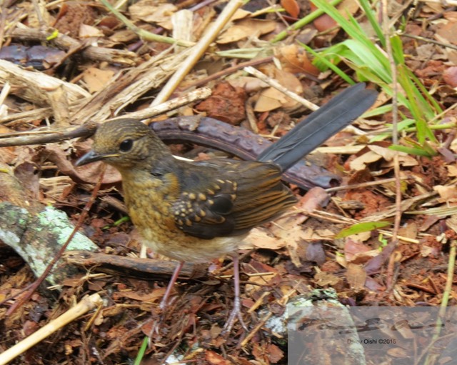 Female White-Rumped Shama 7