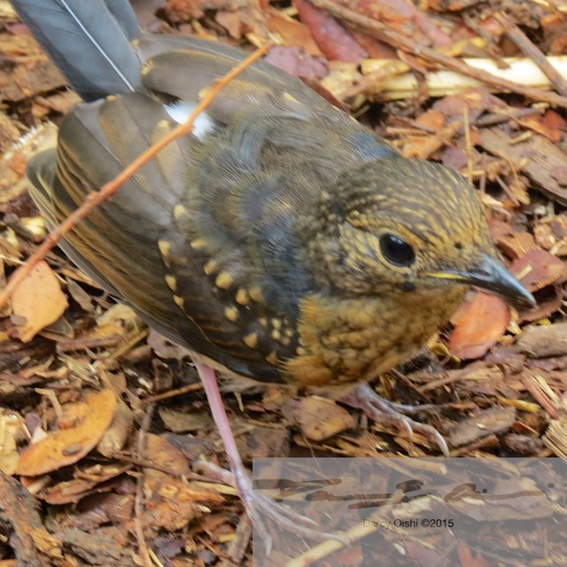 Female White-Rumped Shama 9