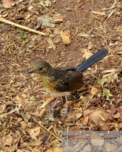 Female White-Rumped Shama 11