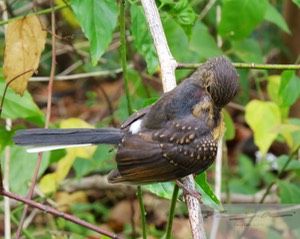 Female White-Rumped Shama 17