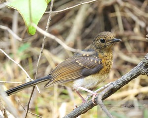 Female White-Rumped Shama 18