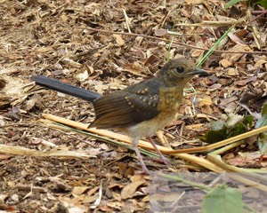 Female White-Rumped Shama 22