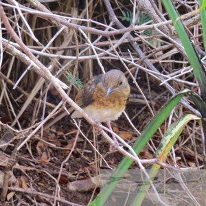 Female White-Rumped Shama 26