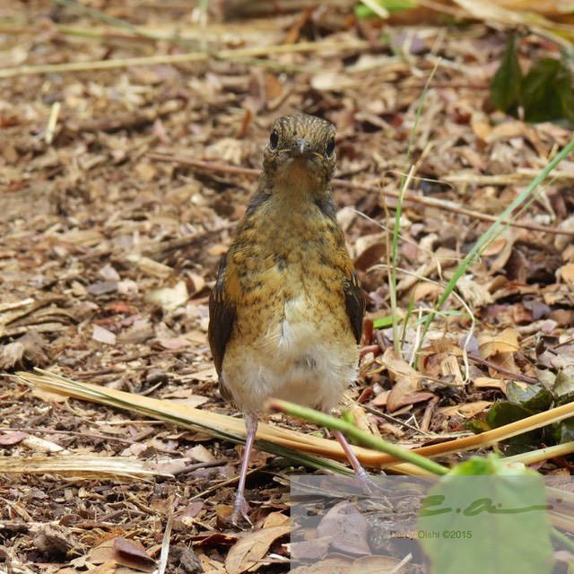 Female White-Rumped Shama 25