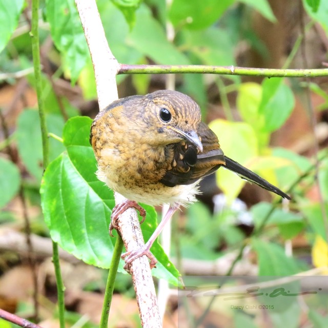 Female White-Rumped Shama 15