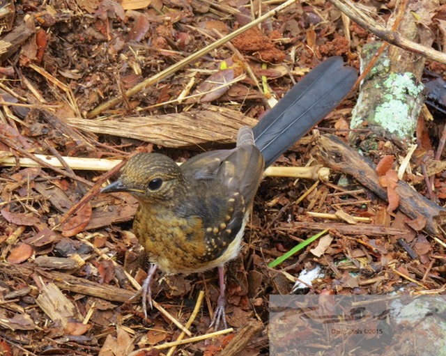 Female White-Rumped Shama 14