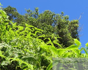 Ferns and Ohia