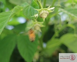 Flying Bee and Raspberry-7295