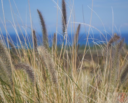 Fountain Grass