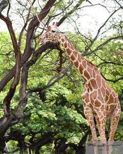 Giraffe 1