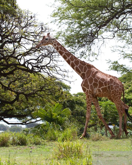 Giraffe 2