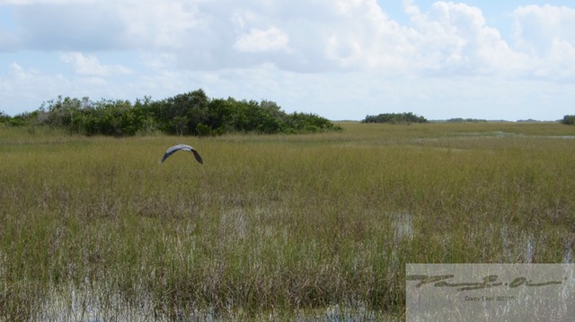 Heron in flight