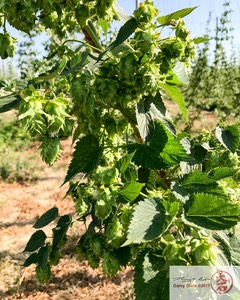 Hops-0723