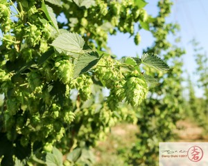 Hops-7234