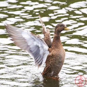 IMG_3989Fight or Flight