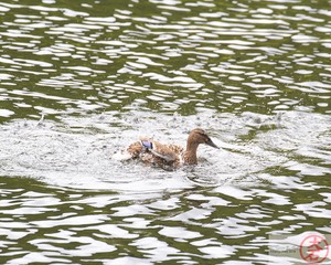 IMG_3996Waterbirds (& Chickens) of Hamakua