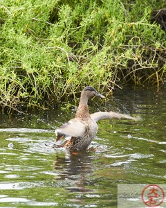 IMG_4007Waterbirds (& Chickens) of Hamakua