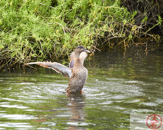 IMG_4010Fight or Flight