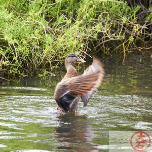 IMG_4013Fight or Flight