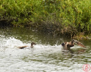 IMG_4034Fight or Flight