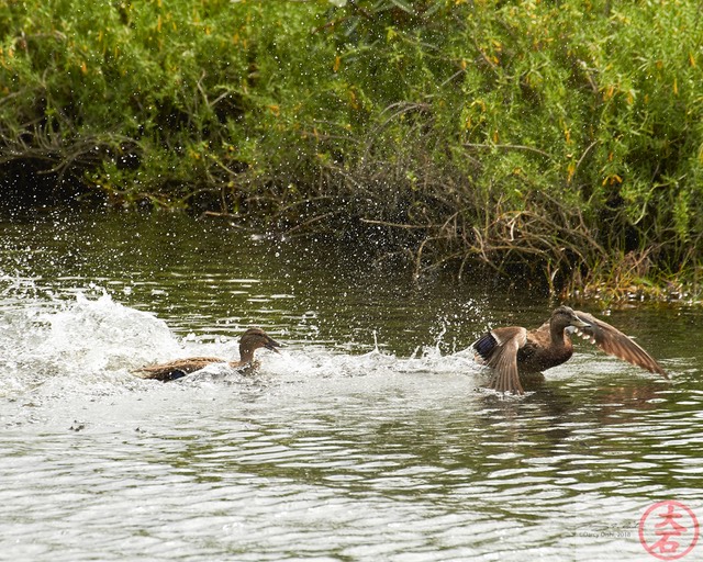 IMG_4034Fight or Flight