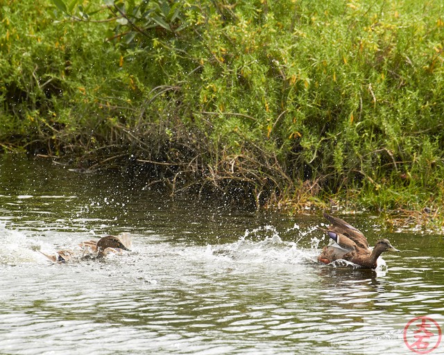 IMG_4035Fight or Flight