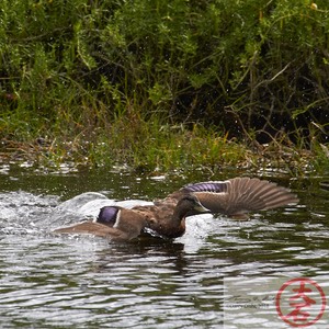 IMG_4037Fight or Flight