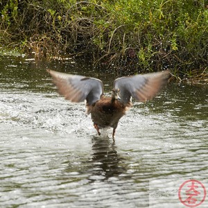 IMG_4038Fight or Flight