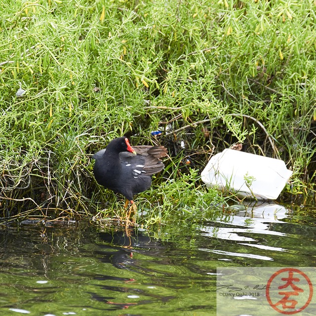 IMG_4059Waterbirds (& Chickens) of Hamakua